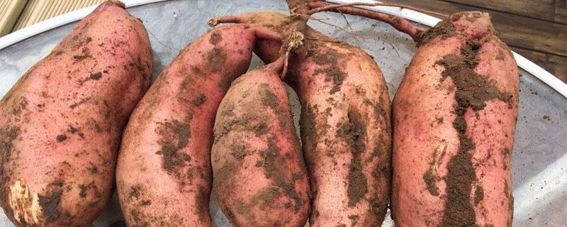 红薯一共要施肥几次（红薯多久施肥一次）