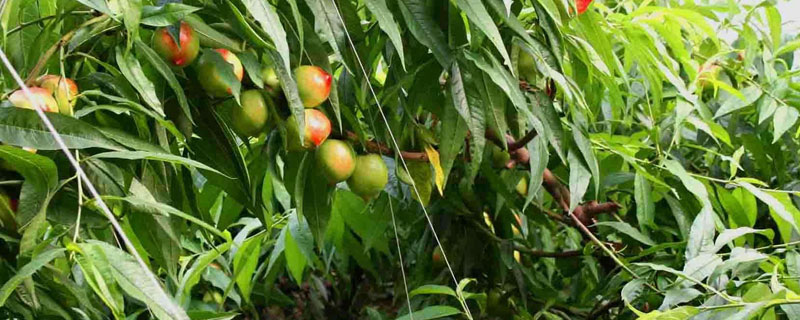 主干型桃树的种植密度（桃树密植的种植标准）