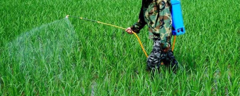 打除草剂的喷雾器怎样清洗（去除喷雾器里面的除草剂农药方法）