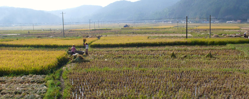 基本农田可以建苗圃吗 基本农田可以做苗圃吗?