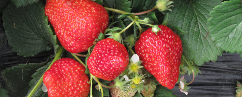 昌平草莓采摘几月份 昌平草莓上市时间