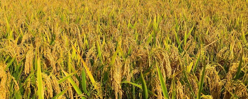 1亩水稻施多少复合肥 水稻每亩要施多少公斤复合肥