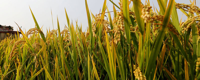 水稻硅肥正确使用方法 水稻硅肥的使用方法