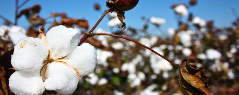棉花施肥量计算公式 棉花种植施肥标准