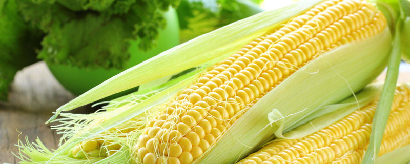 玉米产地 玉米产地主要在哪个省