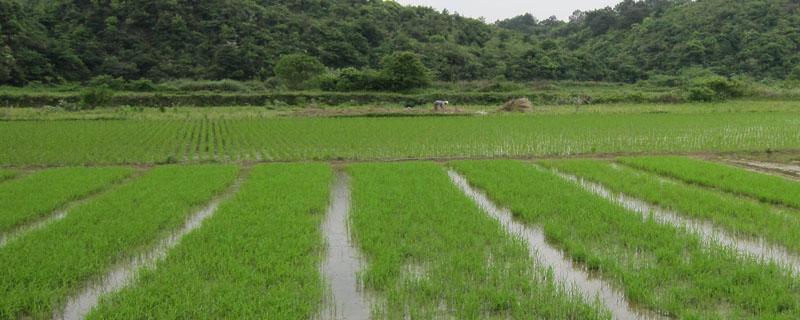 水稻主要病虫害有哪些（水稻主要病虫害的发生与防治）