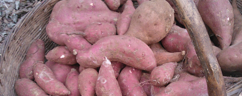红薯怎么保存 红薯怎么保存时间最长