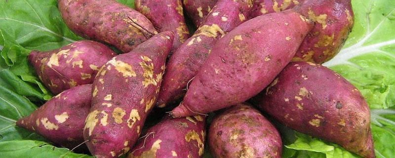 红薯移栽密度 红薯苗多大可以移栽