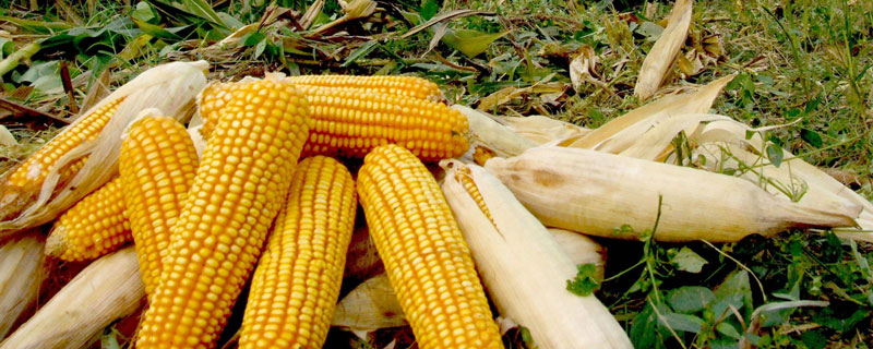 博瑞9玉米种特性特征 博丰939玉米品种特征特性