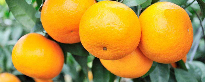 柑橘什么时候喷矿物油 柑橘树几月份打矿物油