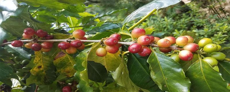 咖啡树一年开几次花 咖啡树几年开花结果