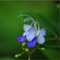 紫珠草 紫珠草肽抑菌膏