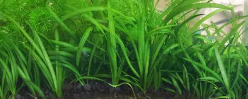 蜈蚣草水草的养殖方法和注意事项 蜈蚣草水草放在鱼缸的作用