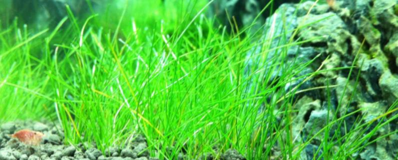 水草种子正确种植方法 矮珍珠水草种子正确种植方法
