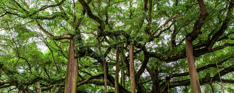 小叶榕树的养殖方法和注意事项 小叶榕树的种植方法