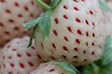 菠萝莓百科 菠萝莓是草莓吗