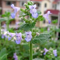 肾蕨 肾蕨图片