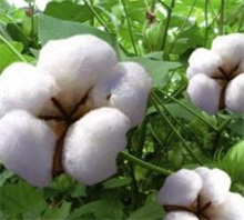 棉花 棉花多少钱一斤