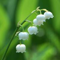 花毛茛 花毛茛怎么读