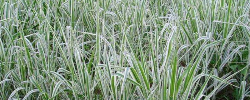 玉带草是一年生还是（玉带草是水生植物吗）