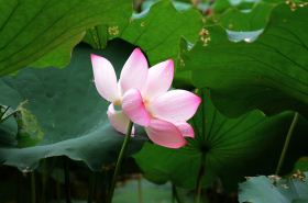 莲衣 莲衣浅紫幽浅儿zydzyd波斯公主