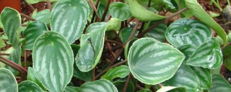 西瓜皮椒草怎么施肥 西瓜皮椒草的养殖方法和注意事项