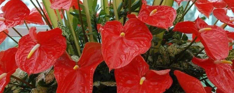 红掌的花为什么枯萎了 红掌的花为什么枯萎了可以减掉吗