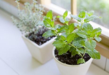 如何种植香草植物（家庭篇） 香草植物怎么养