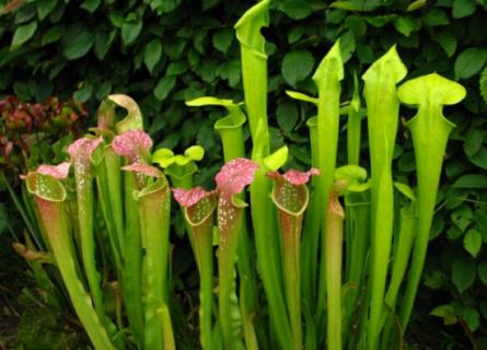 瓶子草怎么养：瓶子草喜光（瓶子草 怎么养）