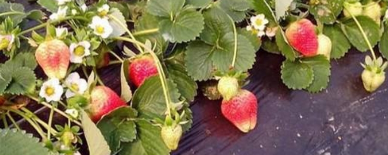 天仙醉草莓品种介绍（天仙醉草莓百度百科）
