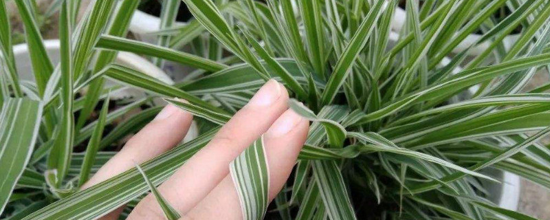 玉带草的功效与作用（玉带草的功效与作用及注意事项）