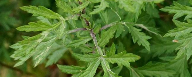 野艾蒿和艾草怎样分别（野艾蒿和艾草怎样分别可以吃吗）