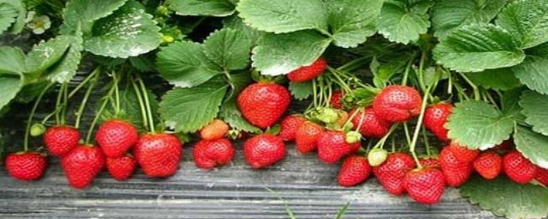 草莓种子直接种土里会发芽吗 草莓种子可以不催芽直接种土里吗