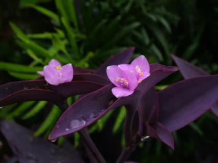 紫鸭跖草有何特性，怎样栽培 紫鸭跖草有什么作用