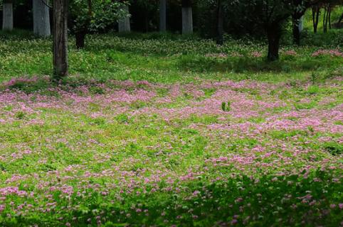 红花酢浆草的养殖方法和注意事项