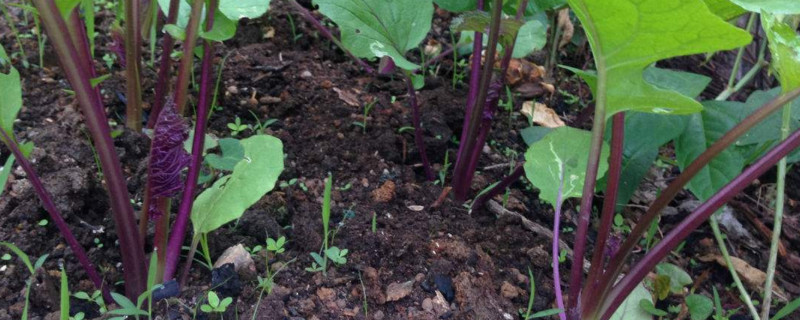 红菜苔北方能种吗（红菜苔在北方能种吗）