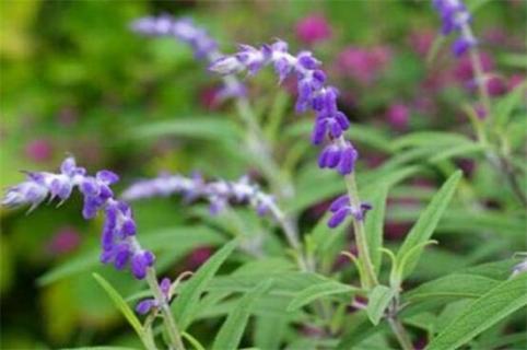 蓝花鼠尾草什么时候开花，在夏季6～8月开花