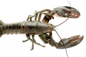 龙虾 龙虾的养殖方法及条件