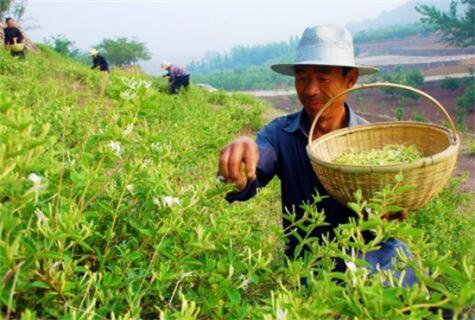 金银花茶怎么做，四个步骤简单完成(好处多多)