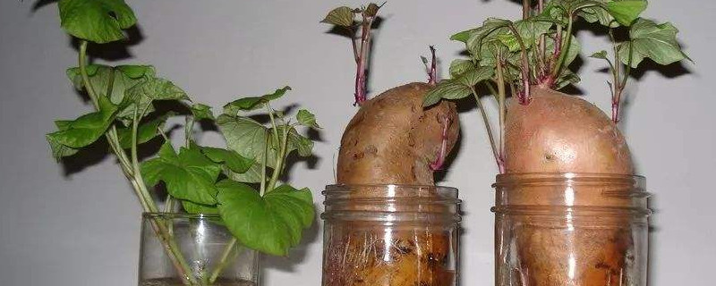 红薯水培方法 红薯水培方法可以在阳光下吗