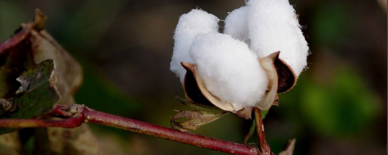棉花是什么植物（棉花是什么植物长出来的）