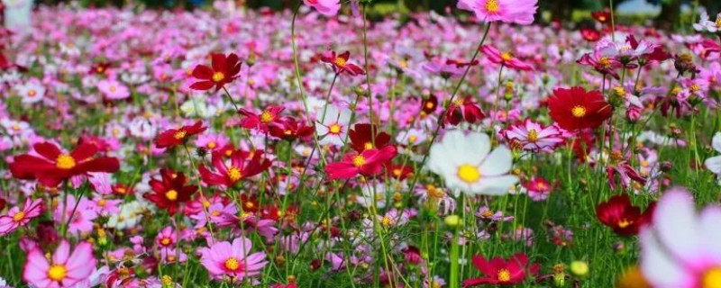 格桑花和波斯菊的区别（格桑花与波斯菊的区别）