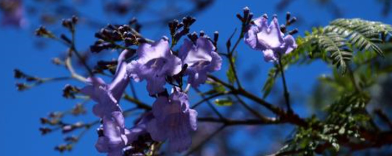 蓝花楹如何施肥（蓝花楹施什么肥）