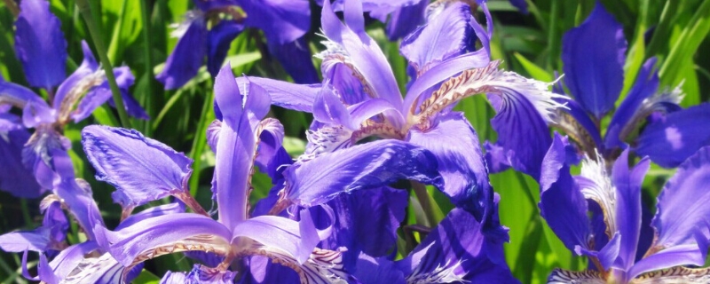 紫色鸢尾花的寓意和象征 紫鸢花的寓意是什么?