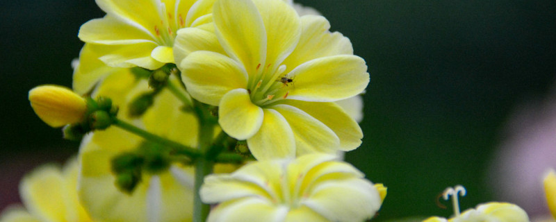 露薇花多年生吗（露薇花能长多大）