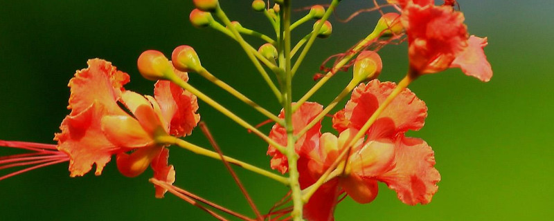 金凤花怎么种（金凤花怎么种植）