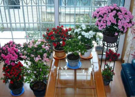 哪些植物可以调节室内空气湿度 什么植物可以增加室内空气湿度