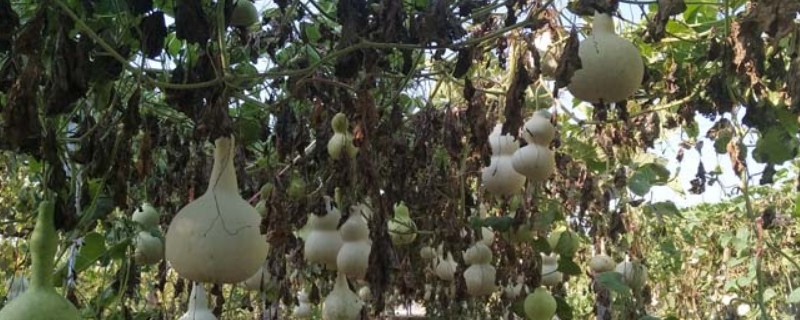 葫芦种子怎么催芽和种植 如何让葫芦种子发芽