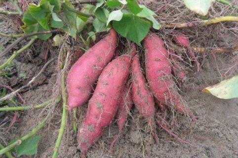 红薯老藤留种方法