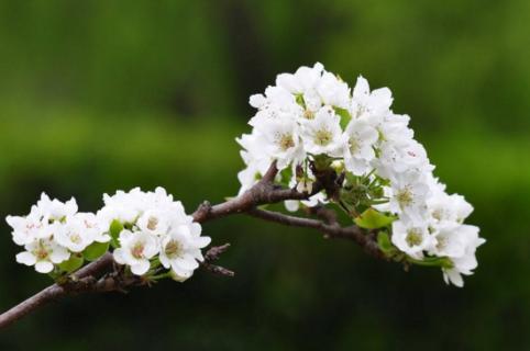 梨花代表什么象征意义